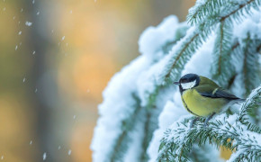Titmouse HD Wallpapers 50104