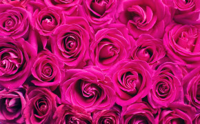 Valentine Rose HD Desktop Wallpaper 50151