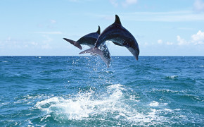 Dolphin Playing In Sea Wallpaper 00411