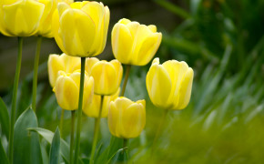 Easter Tulip Background HD Wallpapers 52648