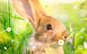 Easter Rabbit Best Wallpaper 52630