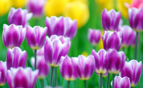 Easter Tulip Flower HD Desktop Wallpaper 52670
