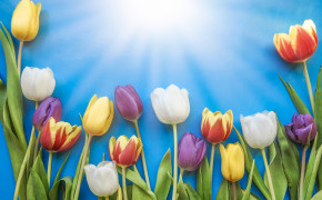 Easter Tulip Desktop HD Wallpaper 52653
