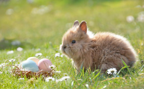 Easter Rabbit HD Desktop Wallpaper 52632