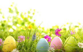 Easter Grass HD Background Wallpaper 52577