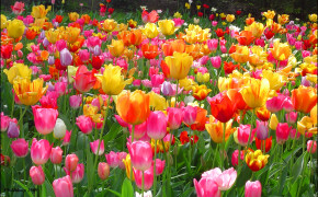 Easter Tulip Flower Best HD Wallpaper 52666
