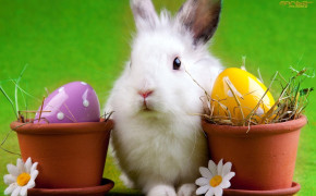 Easter Bunny Wallpaper HD 52508