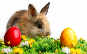 Easter Rabbit Desktop Wallpaper 52631