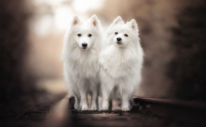 Cute Japanese Spitz Background Wallpapers 52754