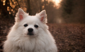 Japanese Spitz Background Wallpapers 52888