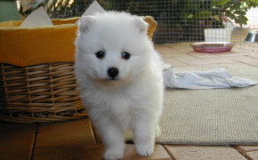 Japanese Spitz HD Wallpapers 52894