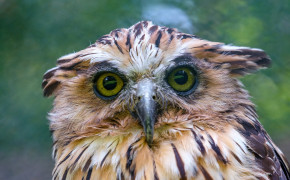 Indian Eagle Owl Wallpaper 50195