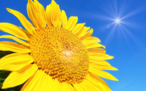 Blossom Sunflower Wallpaper 50181