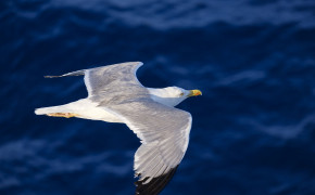 Flying Seagull Wallpaper 50189