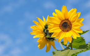 Beautiful Sunflower Wallpaper 50180