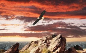 Flying Eagle Far From City Wallpaper 53481
