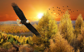Flying Eagle Far Above Trees Wallpaper 53480