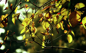 Branch New Wallpapers 05356