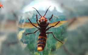 Murder Hornets Bee Best HD Wallpaper 55378