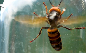 Murder Hornets Bee Wallpaper HD 55385