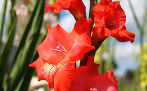 Gladiolus HD Pics 05452