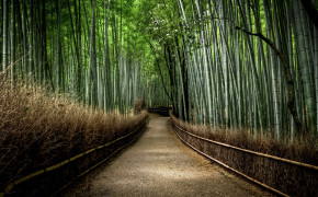 Bamboo Wallpaper 1600x1200 56037