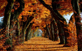Autumn Tree Wallpaper 2560x1600 56007