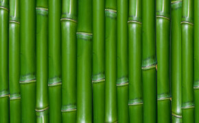 Bamboo Wallpaper 1920x1200 56012