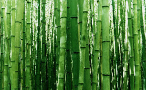 Bamboo Wallpaper 1920x1200 56046
