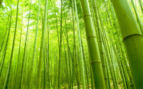 Bamboo Forest Kyoto Wallpaper 1600x900 56093