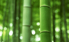 Bamboo Wallpaper 1920x1200 56043
