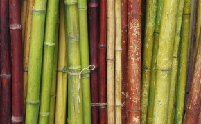 Bamboo Wallpaper 1920x1200 56028