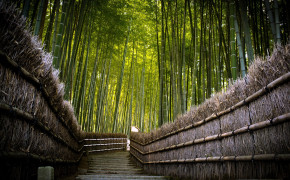 Bamboo Wallpaper 2560x1600 56033