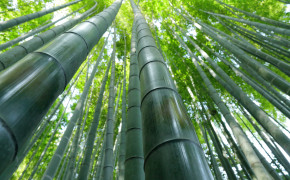 Bamboo Wallpaper 5760x3840 56074