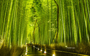 Bamboo Forest Kyoto Wallpaper 1920x1200 56111
