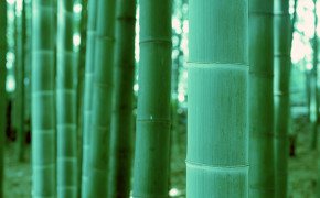 Bamboo Forest Wallpaper 1920x1200 56081