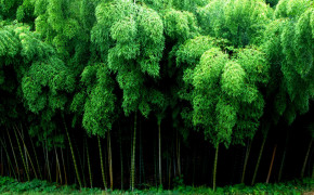 Bamboo Wallpaper 2560x1600 56070