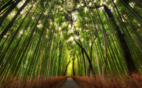 Bamboo Forest Wallpaper 2560x1600 56078