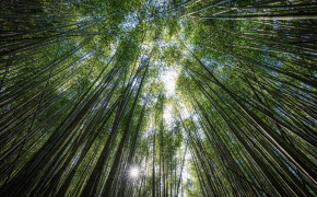 Bamboo Tree Wallpaper 7360x4912 56118