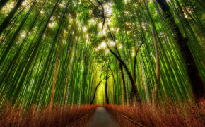 Bamboo Forest Kyoto Wallpaper 2048x1152 56092