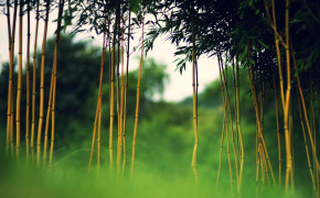 Bamboo Wallpaper 1920x1080 56045