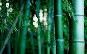 Bamboo Wallpaper 1920x1200 56035