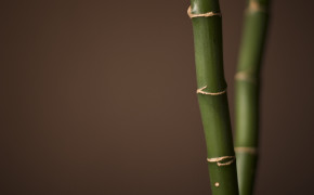 Bamboo Wallpaper 1920x1200 56050