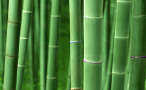 Bamboo Wallpaper 1920x1200 56009