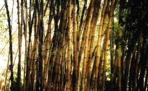 Bamboo Wallpaper 1920x1200 56013