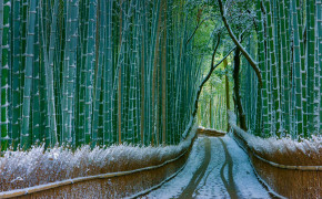 Bamboo Forest Kyoto Wallpaper 1920x1080 56090