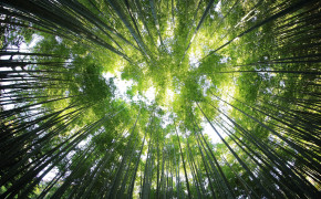 Bamboo Tree Wallpaper 4500x3000 56115