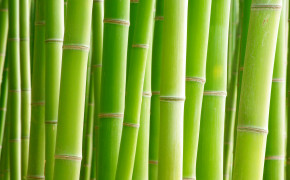 Bamboo Forest Wallpaper 3872x2592 56082