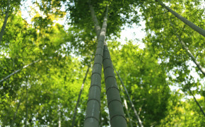 Bamboo Wallpaper 2560x1600 56061