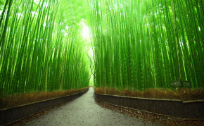 Bamboo Forest Kyoto Wallpaper 3840x2400 56096